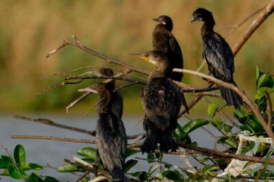 Muthurajawela Bird Watching Tour From Colombo & Negombo - Boat-based birding from Colombo or Negombo
