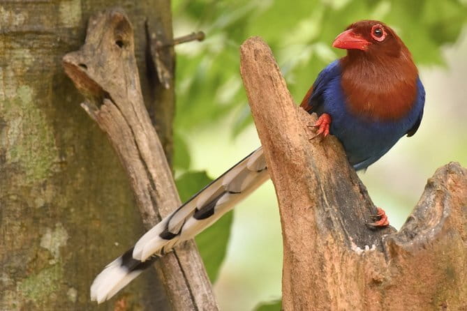 Muthurajawela Bird Watching Tour From Colombo & Negombo - Timing tips that improve your odds