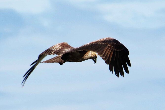 Muthurajawela Bird Watching Tour from Negombo / Colombo - The 7:00 AM Tuk-Tuk Pickup: Easy Start, Early Bird Energy