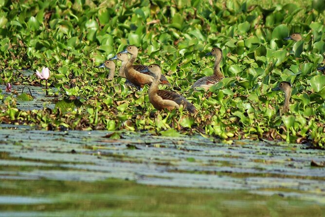 Muthurajawela Bird Watching Tour from Negombo / Colombo - The Mid-Morning Rhythm: Continuing Through Priority Wetland Habitat