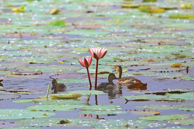 Muthurajawela Bird Watching Tour from Negombo / Colombo - Light Refreshments and a Practical Morning Pace