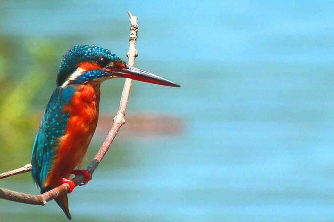 Muthurajawela Bird Watching Tour from Negombo / Colombo - Weather Matters: When You Should Book With Flexibility