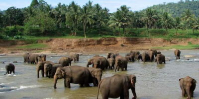 Negombo: Kandy and Pinnawala Elephant Orphanage Day Tour - Pinnawala Orphanage: elephants, river bathing, and a guided herbal garden walk