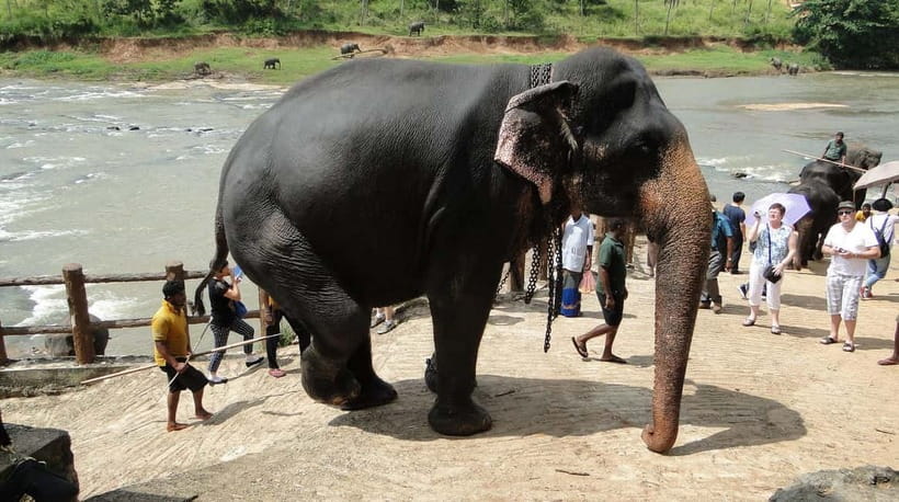 Negombo: Kandy and Pinnawala Elephant Orphanage Day Tour - Kandy Temple of the Sacred Tooth Relic: the cultural centerpiece