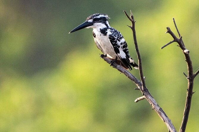 Negombo Lagoon & Muthurjawela Bird Watching Boat Tour - Price, timing, and what you’re actually paying for