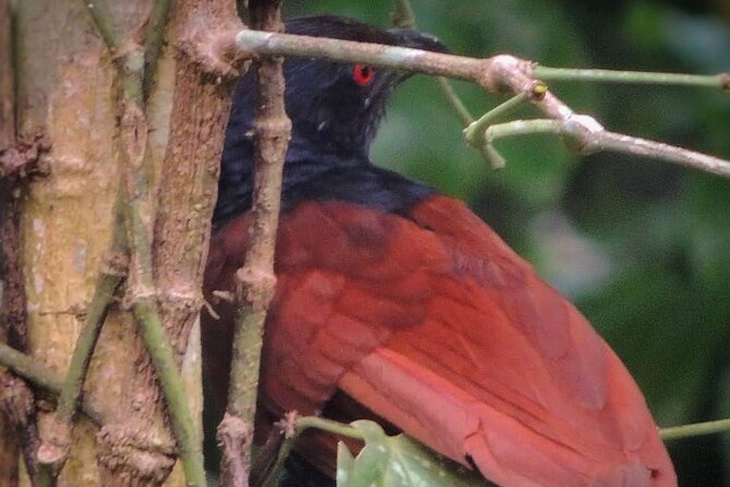 Negombo Lagoon & Muthurjawela Bird Watching Boat Tour - Booking value: private ride + free admissions + mobile ticket