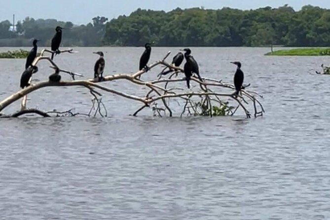 Negombo Lagoon & Muthurjawela Bird Watching Boat Tour - Best time to go: the 6:00 AM to 6:00 PM window