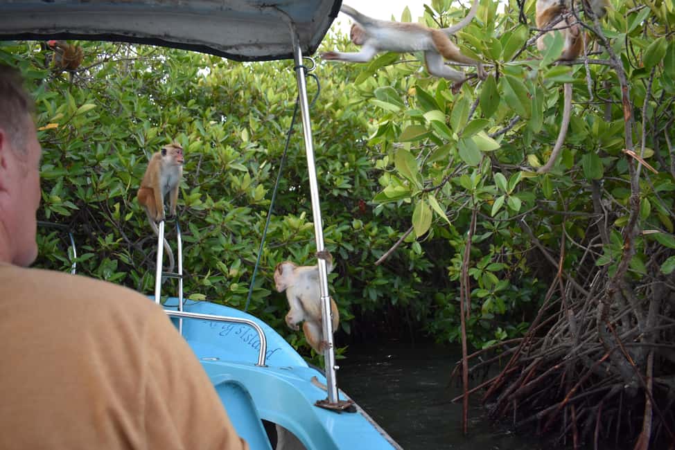 Negombo: Sunset lagoon boat tour with hotel transfers - Guide energy: Robin and Tharaka set the tone