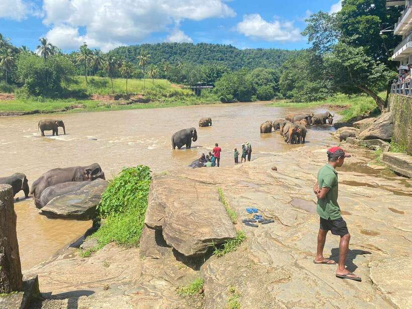 Pinnawala,Kandy Day Tour from Colombo/Negombo - Tea Factory and Ceylon Tastings: The Stop That Turns Tourist Into Teataster
