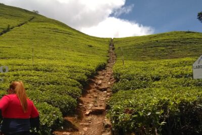 Private all inclusive Day tour Kandy, Pinnawala, & your own selected attractions - Geragama Tea Factory: the Ceylon tea intro you’ll remember