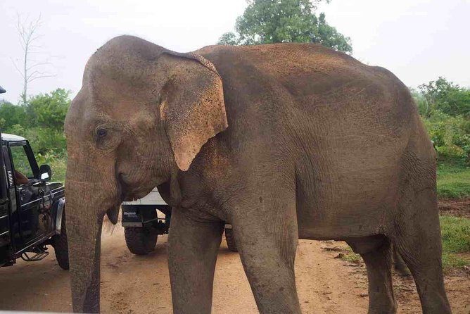 Private Day Trip to Yala National Park from Colombo - Dinner included: how the day ends without a scramble