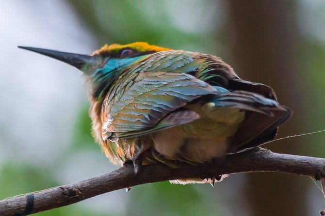 Private Day Trip to Yala National Park from Colombo - How to make the safari portion feel worth it