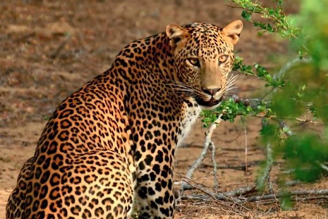 Private Day Trip to Yala National Park from Colombo - Galle Dutch Fort: a classic stop that breaks up the drive
