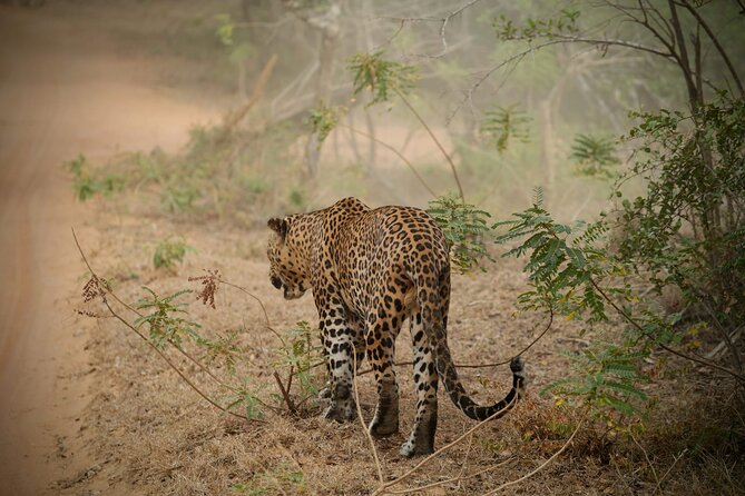 Private Multi Day Sri Lanka Tour with Chauffeur - Key things to know before you go