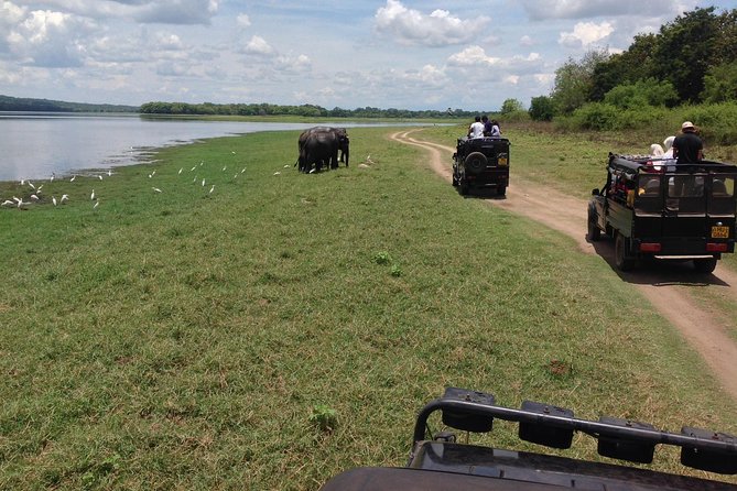 Private Trip to Sigiriya, Dambulla & safari from Colombo/ Negombo - How the driver experience can make or break the day