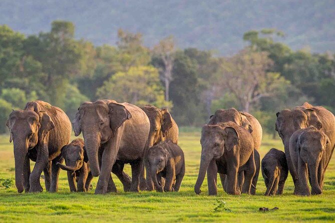 Safari Day Tour to Sigiriya Lion Rock and Golden Cave Temple - What the Driver-Guide Team Brings to the Experience