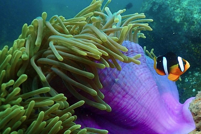 Scuba Diving For Beginners - Your First Scuba Try-Out Near Unawatuna: How the 2–3 Hour Plan Works