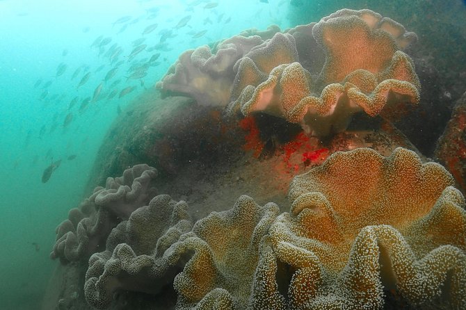 Scuba Diving For Beginners - The Ocean Session: Shipwreck Views and Rocky Coral Reef
