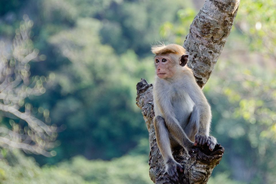 Sri Lanka: 2-Day wildlife tour; rainforest and National park - Who This Tour Fits Best (and Who Should Skip It)