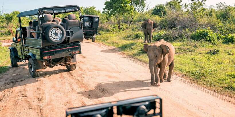 Sri Lanka: 2-Day wildlife tour; rainforest and National park - Sinharaja Rainforest Trek: Birds, Bugs, and the Trees You Usually Miss