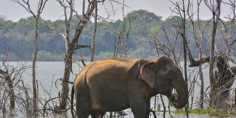 Sri Lanka: 2-Day wildlife tour; rainforest and National park - Tea Gardens and the Ceylon Tea Trail: Gardens, a Factory, and the Sales Reality