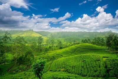 Sri Lanka 7 Days Tour - Day 1: Pinnawala Elephants and Pidurangala Sunset Views