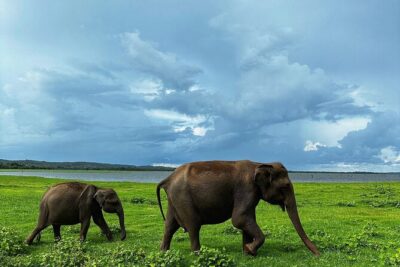 Sri Lanka Personal Tour Driver in private vehicle - Building your ideal itinerary across the island