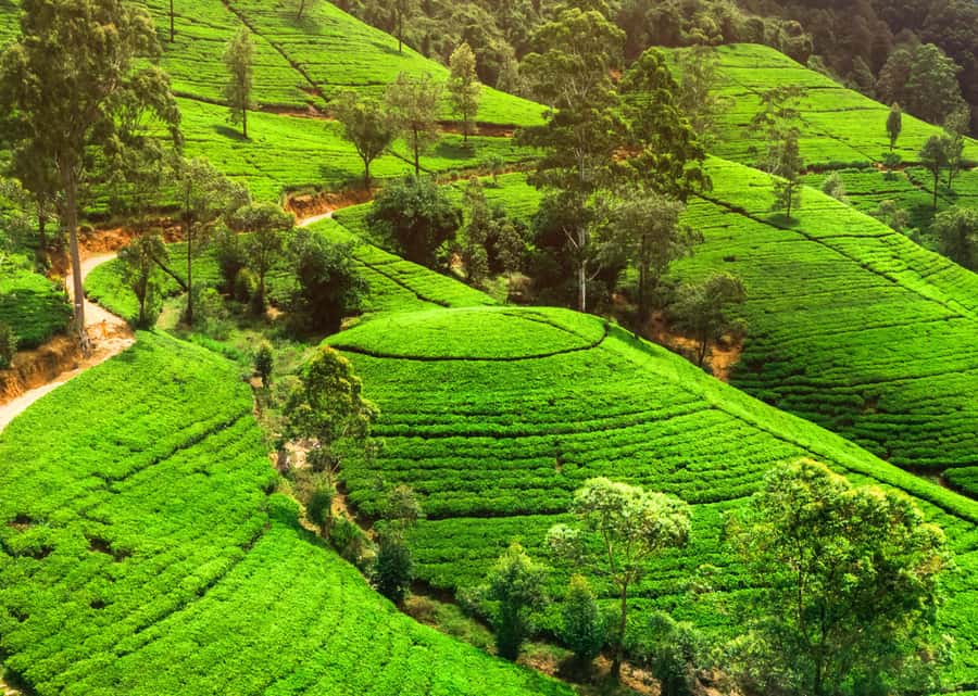 Sri Lanka Private 2-day Tour:Train Trip, Kandy, Nuwara Eliya - Day 2 to Nuwara Eliya: tea country drive, waterfalls, mist, and a tea factory