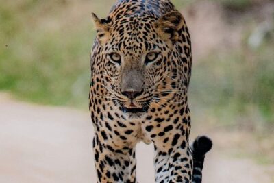 Sri Lanka private tour package 9 night 10 Day with driver+vehicle+accommodations - Day 1 Habarana after airport pickup: settle in fast