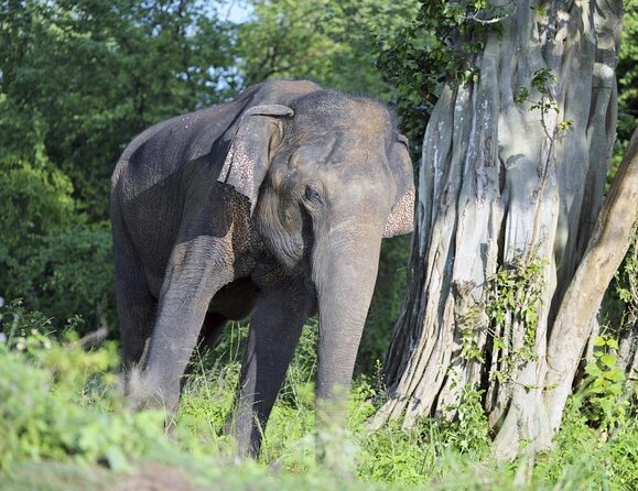 Sri Lanka tour itinerary . 6N/7D with driver, vehicle and H/B accommodations - Key highlights worth your attention
