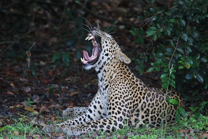 Sri Lanka tours 12-Day wildlife Tour with driver,Car or Van and accommodations - Key things I’d circle before booking