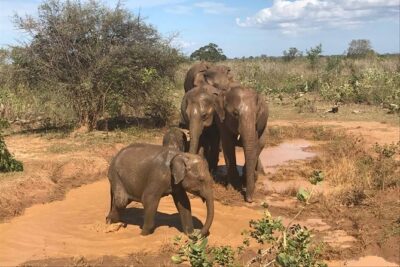 Sri Lanka tours 12-Day wildlife Tour with driver,Car or Van and accommodations - Day 1 in Negombo: warm start plus Fish Market time