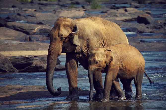 The Most popular Personalized round Tour In Sri Lanka-Day Charged - Day 5: Madu River safari by Buddhi, then Yala’s leopard density odds