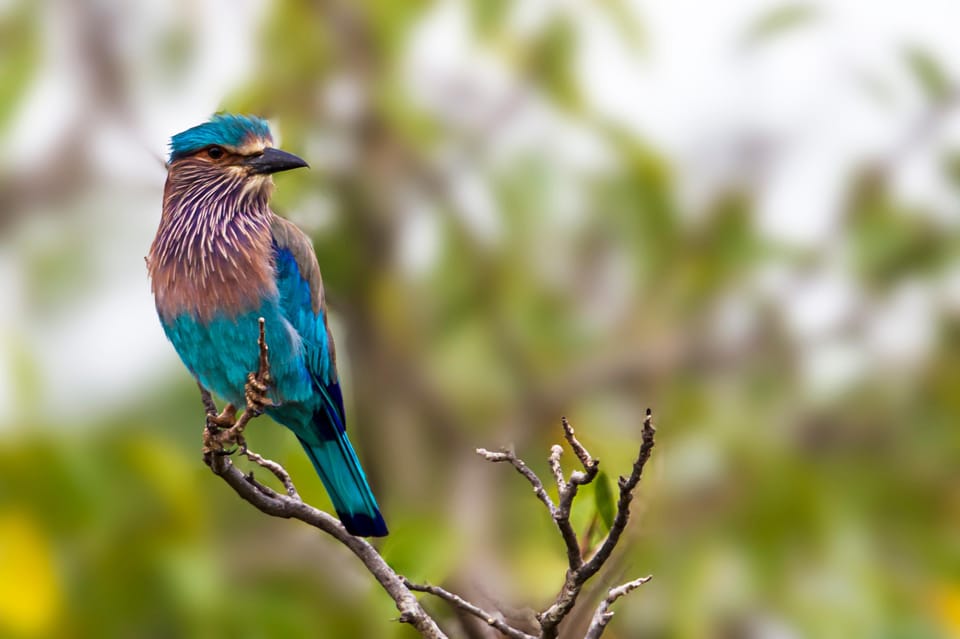 Udawalawa National Park: All-Inclusive Private Day Tour - Price and Value: Is $83 Fair for an All-Inclusive Private Day?