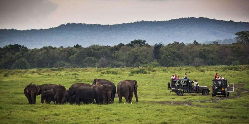 Udawalawa National Park: All-Inclusive Private Day Tour - Who This Tour Suits Best (and Who Might Want a Different Style)