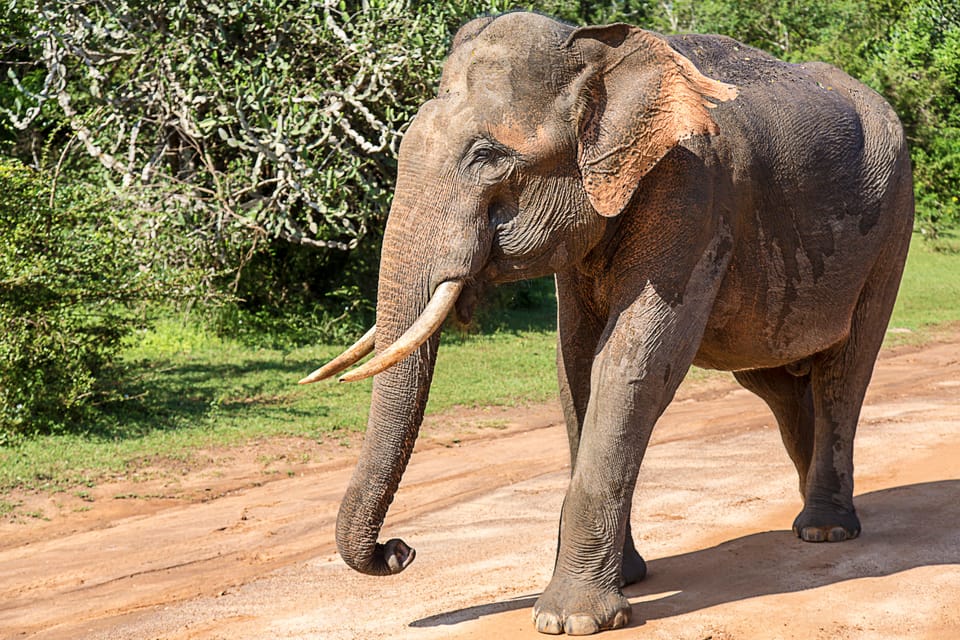 UDAWALAWA SAFARI TOUR from HAMBANTOTA PORT (Shore Excursion) - The real value: $51 and what it includes (and doesn’t)