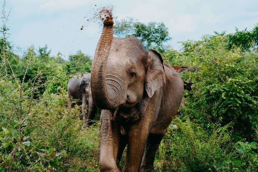 Udawalawe National Park: Elephant Safari with Expert Guide - Key Points You’ll Care About
