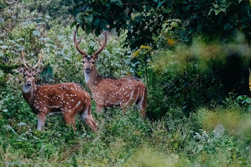 Udawalawe National Park: Elephant Safari with Expert Guide - What You’ll Actually Look For: Elephants, Crocodiles, Deer, and Birds