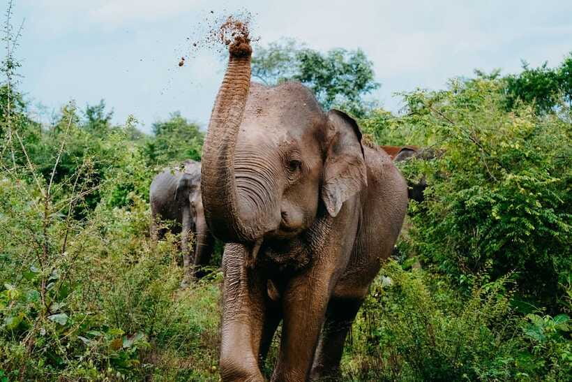 Udawalawe National Park: Elephant Safari with Expert Guide - Who This Udawalawe Elephant Safari Is Best For