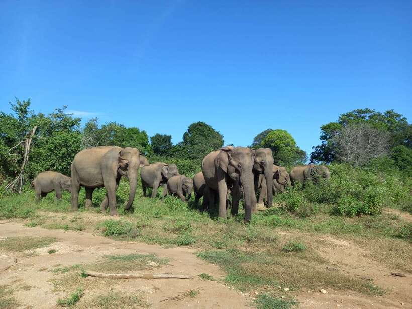 Udawalawe National Park: Elephant Safari with Expert Guide - The Private 4x4 and Expert Guide: How the Safari Stays Respectful