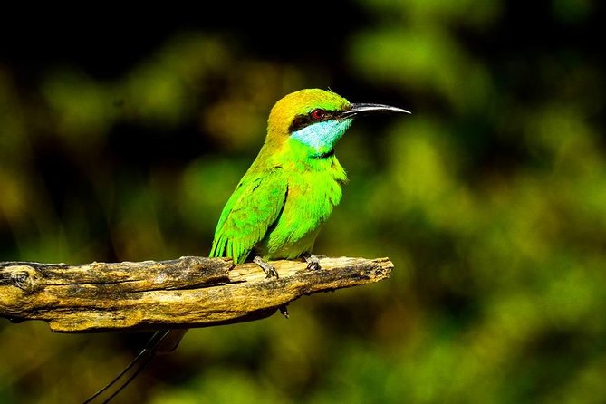 Udawalawe National Park Safari With Transfers From Colombo - Udawalawe National Park Game Drive: What You’re Really Booking