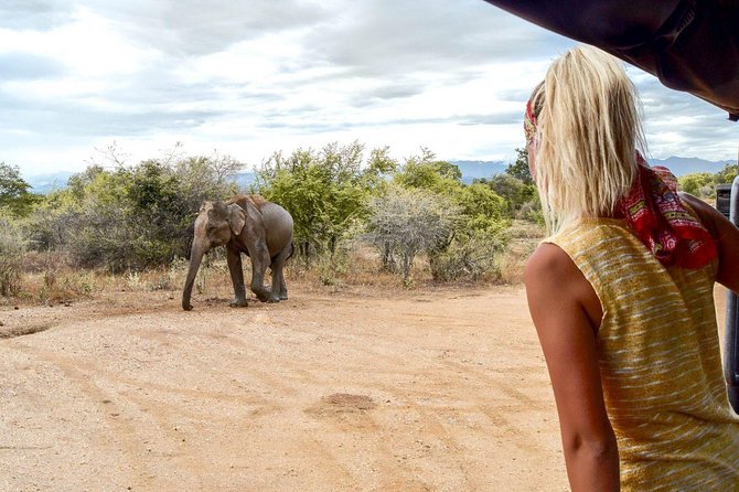 Udawalawe Safari Day Trip from South Region & Transfer to Ella - The private safari jeep: what 3 to 3.5 hours really buys you