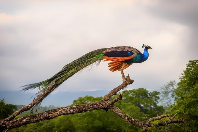 Udawalawe Safari Day Trip from South Region & Transfer to Ella - Price check: is $180 per person good value?