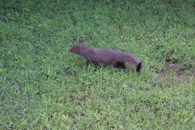 Udawalawe Safari Day Trip from South Region & Transfer to Ella - Should you book the Udawalawe safari day trip from the south?