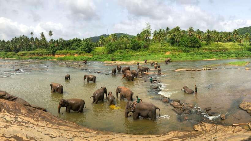 Visit sri Lanka 7 Days Round Trip - Day 6 Whale Watching and Beach Time on the South Coast