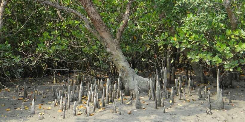 West coast Beach, River Mangroves lagoon, Wildlife boat Tour - Key Things I’d Note Before You Go