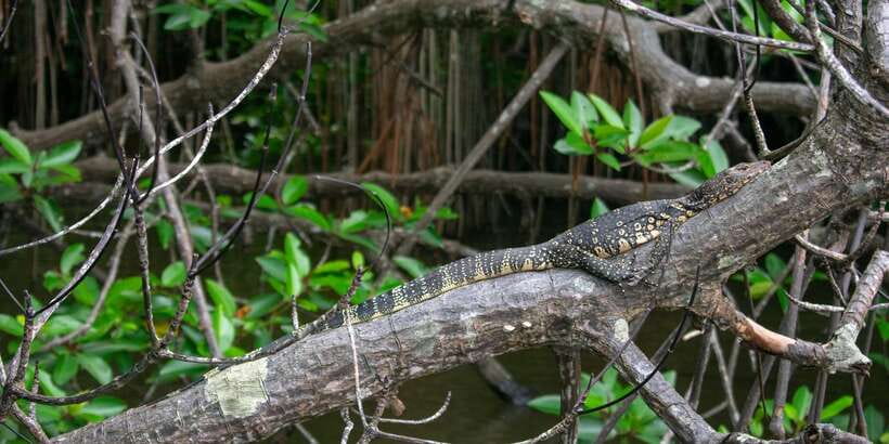 West coast Beach, River Mangroves lagoon, Wildlife boat Tour - Why Madu Ganga Mangroves Are Worth Your Time