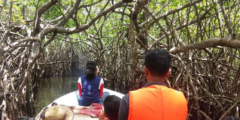 West coast Beach, River Mangroves lagoon, Wildlife boat Tour - Turtle Conservation Center: What You Learn and Why It Matters