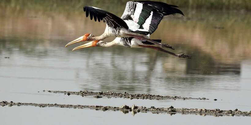 West coast Beach, River Mangroves lagoon, Wildlife boat Tour - The Motorboat Safari Through Madu Ganga Wetland