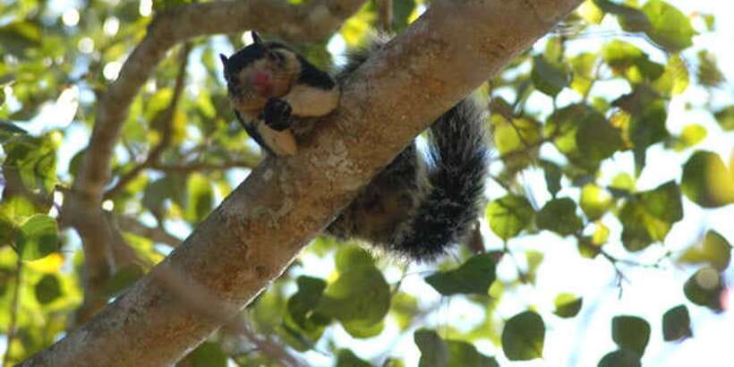 West coast Beach, River Mangroves lagoon, Wildlife boat Tour - The Island Temple and the Mask Museum Detour